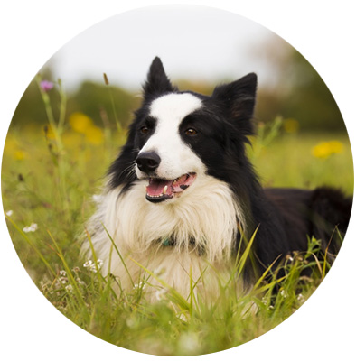 Pets / Small Animals