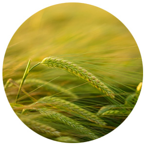 Harvest and Forage
