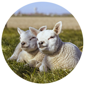 Sheep and Lambs