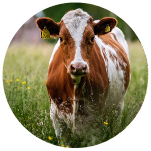 Cattle