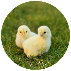 Poultry