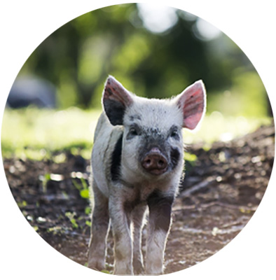 Pig
