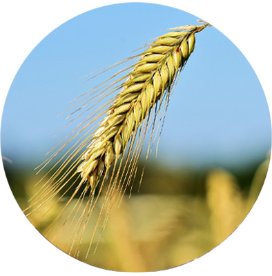 Grain / Feed Raw Materials