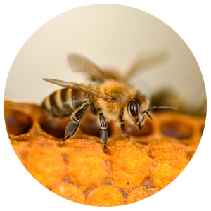 Beekeeping
