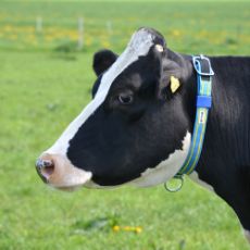 Neck strap Insulated 40 mm 0.90 meter  calf