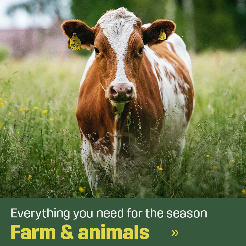 Cow with ear tags standing in a grassy pasture facing the camera. Sagros range for farm and livestock includes equipment used in daily animal handling and work on the farm.