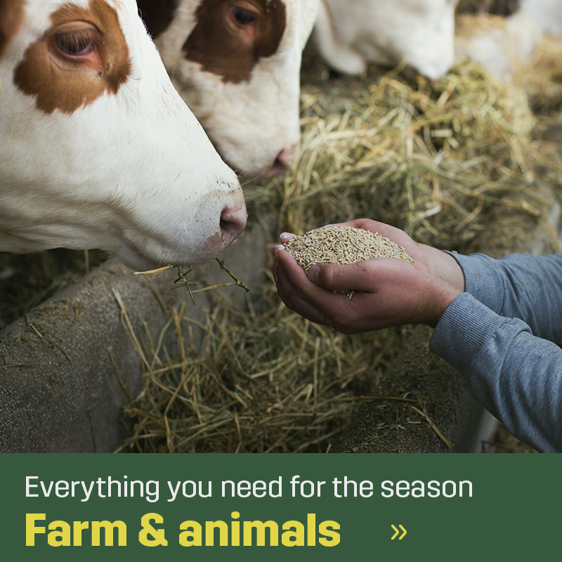 Cows in a barn stand by feed while a person holds pellets in their hands. Image from Sagros range for farm and livestock, focusing on feeding in an agricultural setting.
